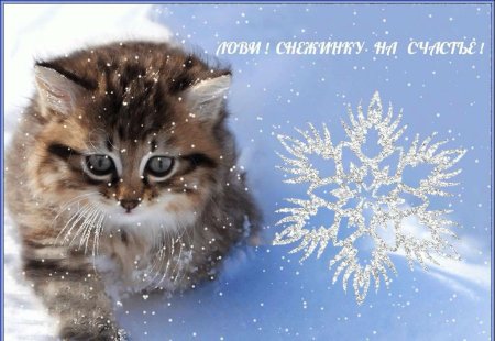 Пусть снежинки пушистого снега