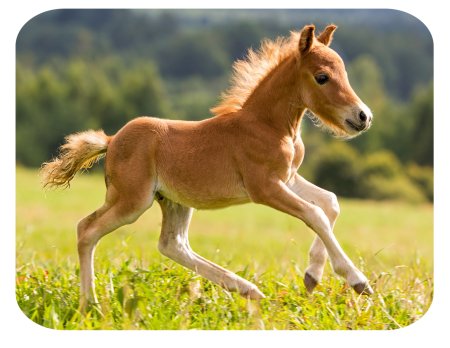 Жеребенок бежит