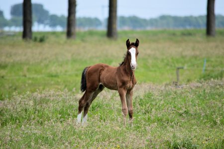 Битюг лошадь жеребёнок
