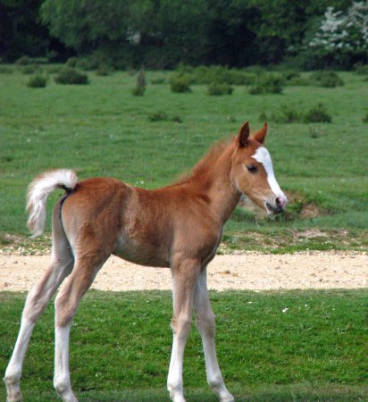 Жеребенок Стригунок