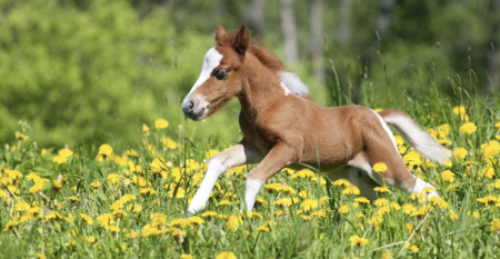 Саша черный жеребенок
