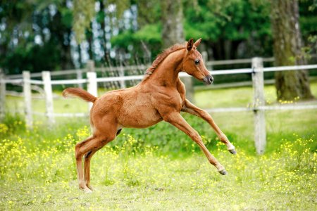 Красивые жеребята