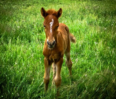 Маленькие жеребята