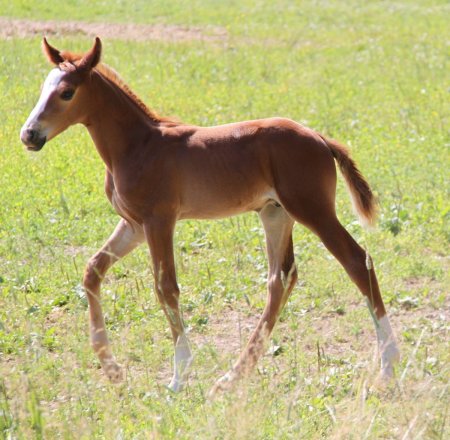 Жеребенок для детей