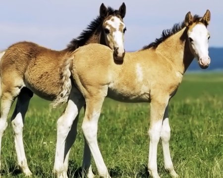 Два жеребенка