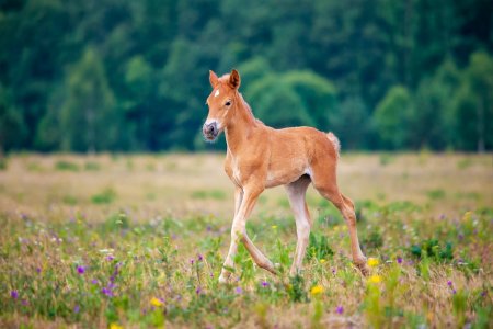 Жеребенок бежит