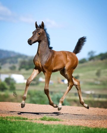 Жеребенок бежит