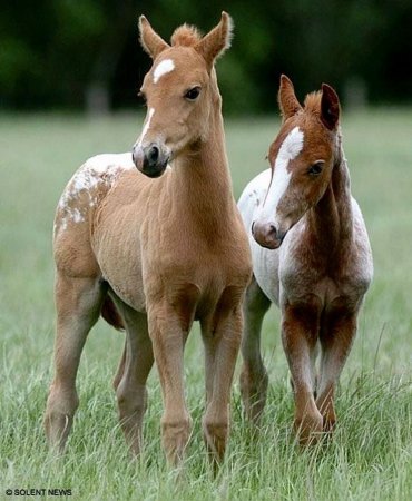 Лошадь с жеребенком