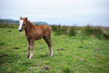Маленькие жеребята
