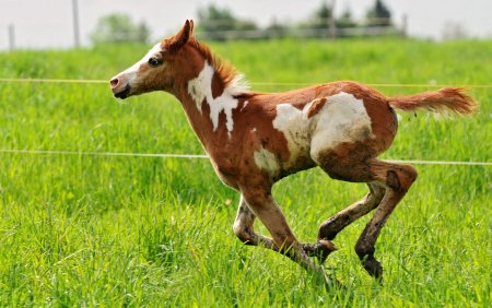 Красивые жеребята