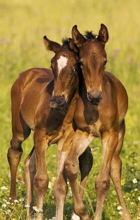 Лошадь с жеребенком