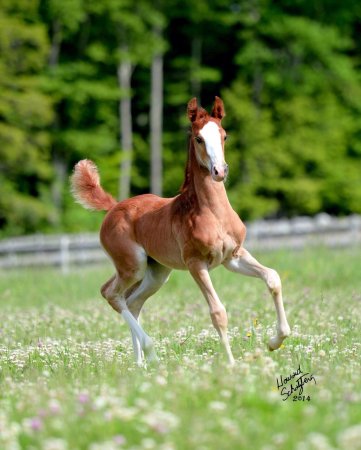 Уэльский пони жеребенок