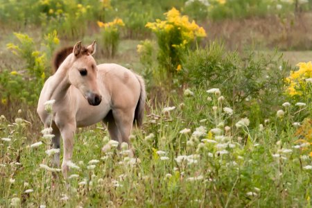 Красивые жеребята