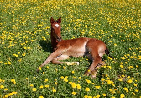Лошадь в цветах