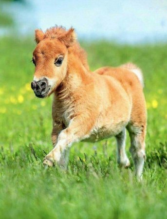 Фалабелла лошадь