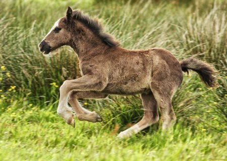 Жеребенок скачет