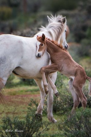 Конь и жеребенок