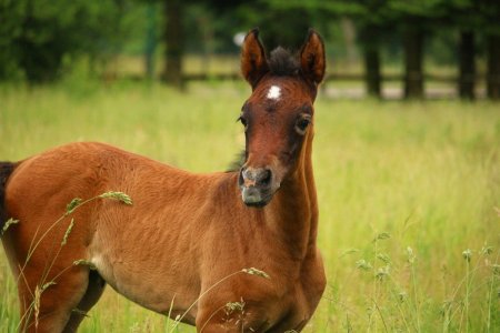 Лошадь Thoroughbred foal