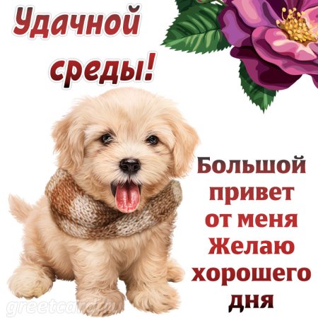 Открытки со средой прикольные