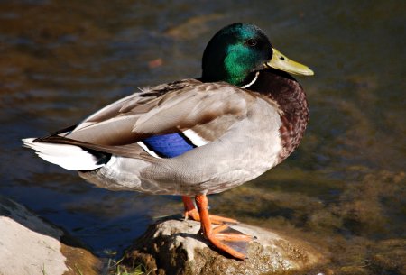 Утка кряква селезень