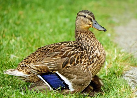 Дикая утка кряква