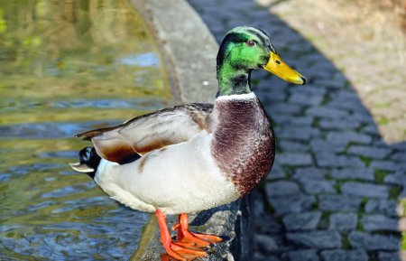 Породы уток кряква