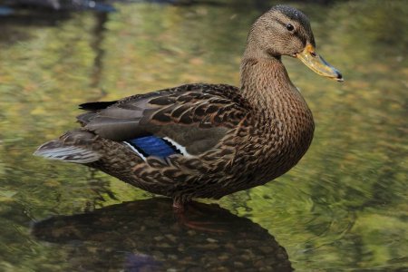 Кряква обыкновенная утка