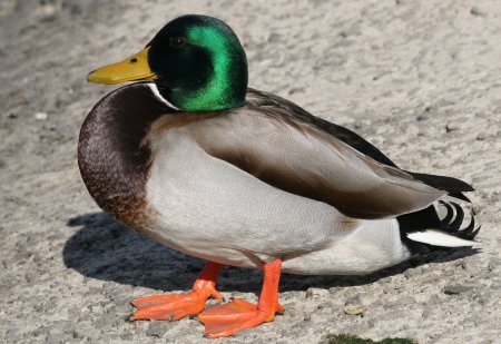 Утка кряква селезень