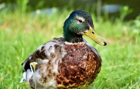 Утка башкирка