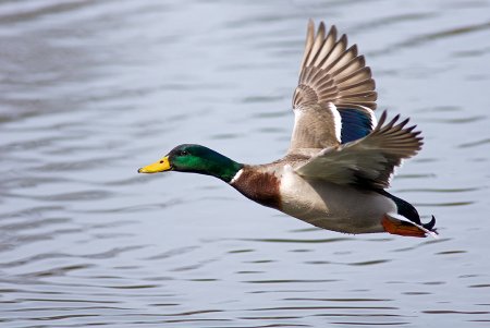 Дикий селезень