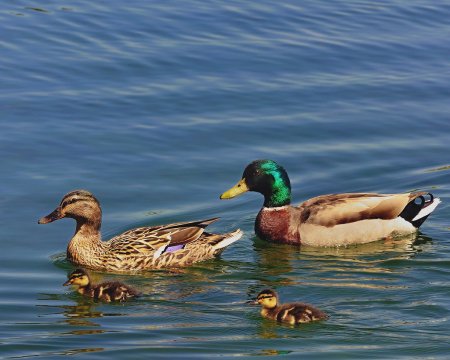 Утка кряква семья