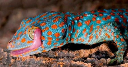 Токи (Gekko Gecko)