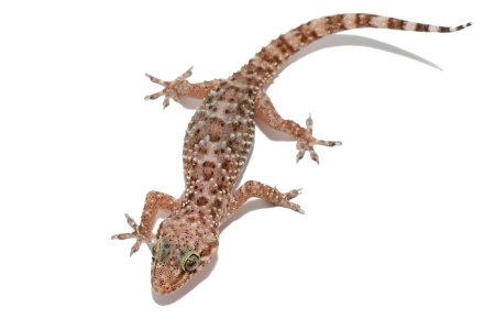 Hemidactylus turcicus