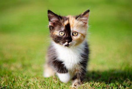 Разноцветные котята