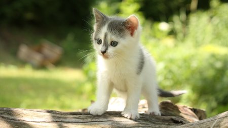 Маленькие котики