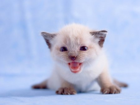 Маленький милый котенок