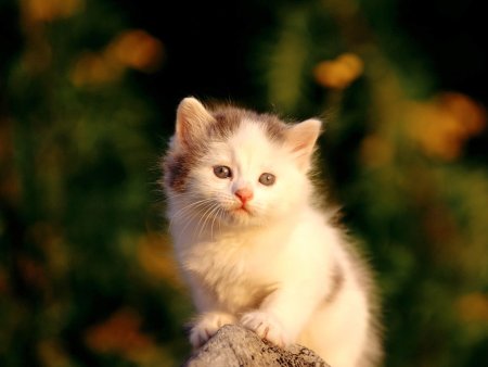 Милые котятки