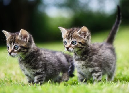 Обои с котятами