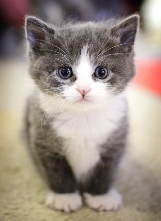Кошки маленькие милые
