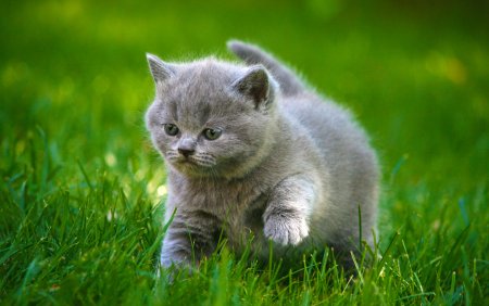 Картинки котят