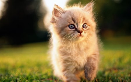 Котята милашки