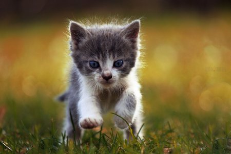 Милые кошечки