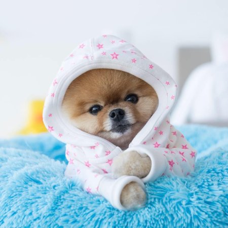 Миленькие собачки