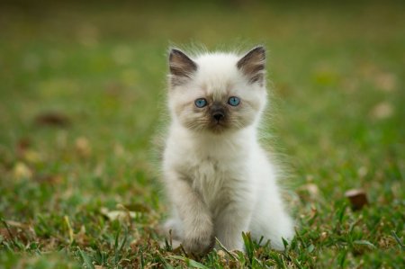 Сиамский котенок маленький