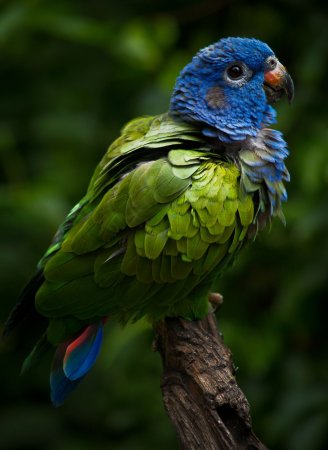 Pionus menstruus