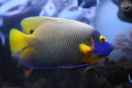 Pomacanthus xanthometopon
