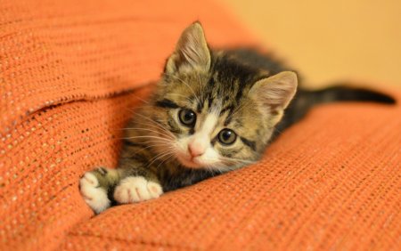 Кошка кися