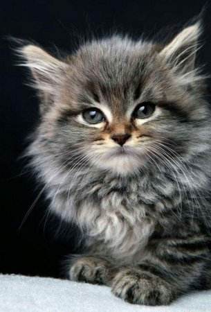 Котята Мейн кун