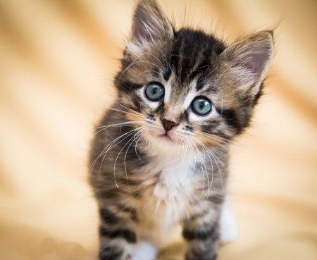 Котики котики котики котики котики котики мяу