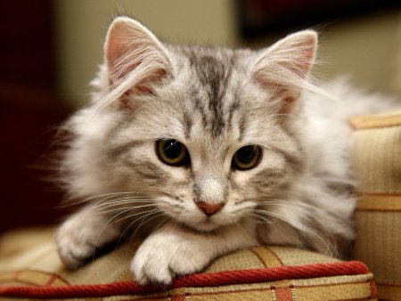 Кареглазые кошки